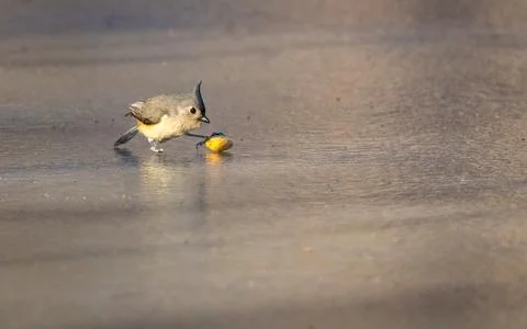 A small bird with a distinct crest is pecking at a seed on a frozen lake su.. Stock Photos