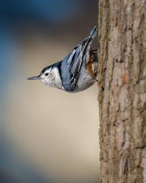 A small bird with a distinctive black cap and white face clings to the side.. Stock Photos