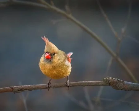 A small bird with a distinctive red crest and beak perches on a thin branch Stock Photos