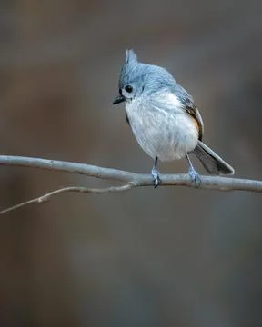 A small bird with a distinctive tuft of feathers on its head is perched del.. Stock Photos