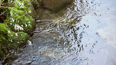 Small bird diving for food Stock Footage 77863397