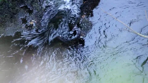 Small bird diving for food Stock Footage 77863426