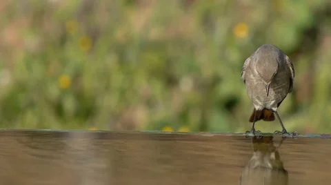 Small Bird Drinking Water Stock Footage 45960500