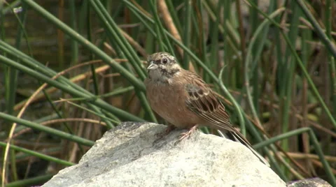 Small bird drinking water in the hot summer Stock Footage 39839350