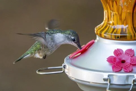 Small Bird Drinks Stock Photos