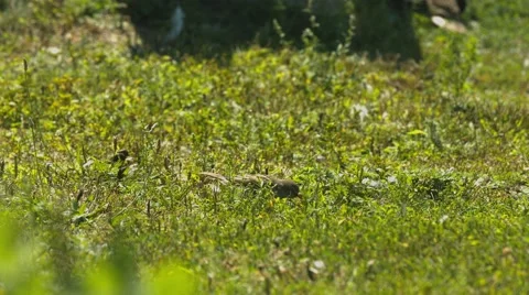 Small Bird at a Duck Pond Stock Footage 40973907