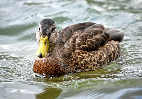 Small bird ducks Foto stock