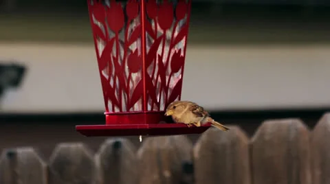 Small bird eating from bird feeder Video stock 24036101