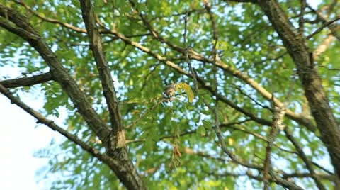 Small bird eating Stock Footage 12345298