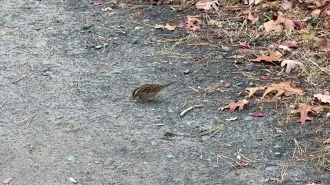 Small bird eating 動画素材 294886628