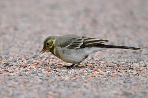 Small bird eating Photos