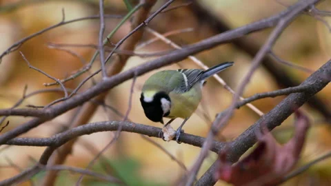 A small bird is eating a piece of bread 库存影片 319840283