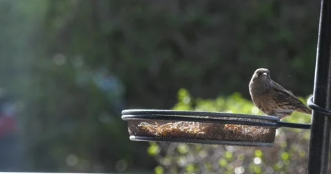 Small Bird Eating seeds Video stock 134356866