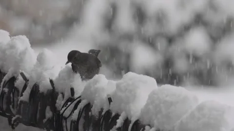 Small bird eating snow during a winter blizzard Stock-Footage 330062992