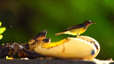 A small bird eating yellow mango fruit on tree Stock Footage 87025328