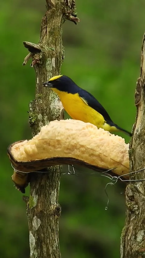 Small bird eats banana on tree branch Stock Footage 336336094