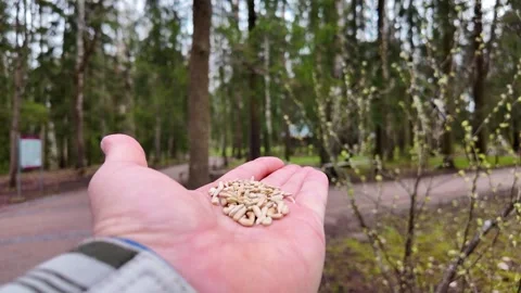 A small bird eats seeds from his hand. Slowmotion Stock Footage 320563736