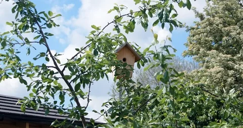 Small bird emerges from birdbox Stock Footage 118307346