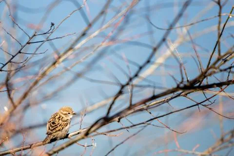 Small bird on empty tree branch Stock Photos