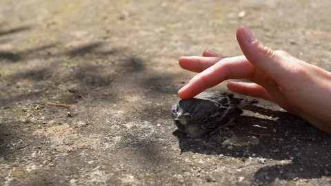 Small bird escaping from nest and discovering world. Animal wildlife Stock Footage 113567900