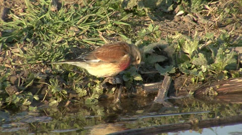 Small bird Eurasian Linnet bathing in to water in a hot day Stock Footage 33721051
