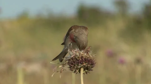 Small bird Eurasian Linnet eating Video stock 33720845
