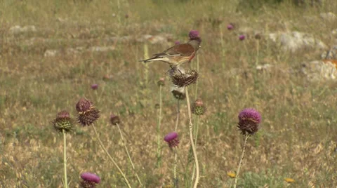 Small bird Eurasian Linnet eating 스톡 동영상 33720923