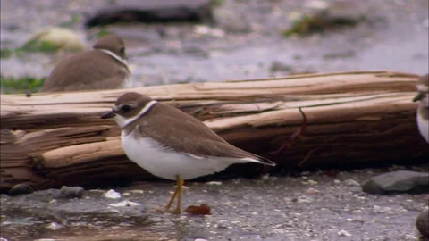 A small bird explores the beach Stock Footage 81689098