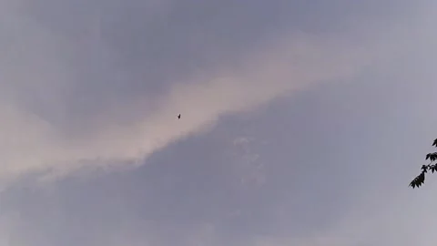 Small Bird, Faraway Stock Footage 238669545