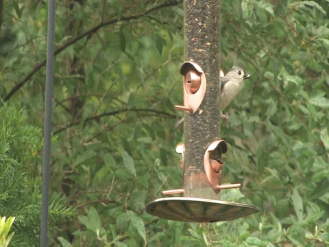 Small Bird on Feeder Stock Footage 128542511