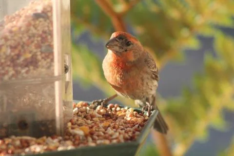 Small Bird on Feeder Foto stock