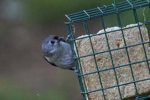 Small bird on a Feeder Stock Photos