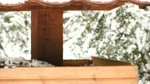 Small bird on a feeder on a snowy day Stockbeeldmateriaal 100717451