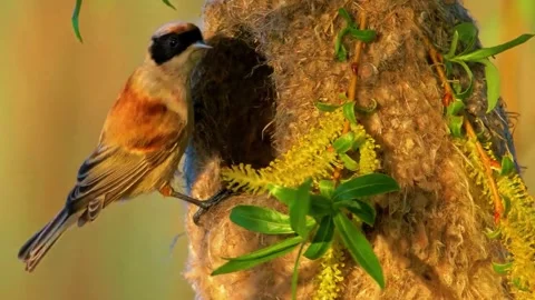 Small Bird Feeding on Tree Stock Footage 323145830