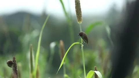 Small bird in fields feeding - scaly breasted munia Stock Footage 160462465
