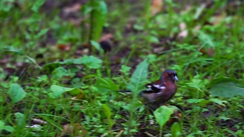 A small bird (finch, chaffinch) with a red breast moves along the ground Stock Footage