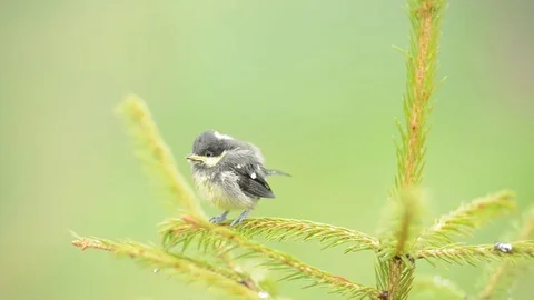 Small bird on fir tree Stock Footage 82533271