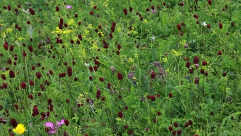 Small Bird Fleeing through the Grass on the Grassland Stock Footage 333323486