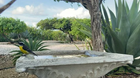Small bird flew to drink water and to bathe. Bird jumps in water to swim. Video stock 167939410