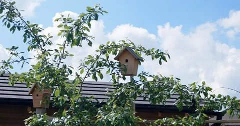 Small bird flies into birdbox Stock Footage 118307746