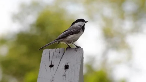 A small bird flies off a wood post Stock Footage 164499662