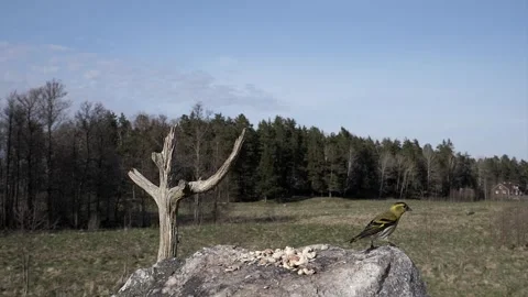 A small bird flutters down for a landing. Stock-Footage 295818495