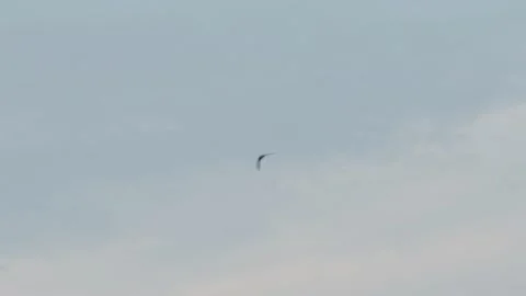 Small bird flying in motion blur against cloudy blue sky Stock Footage 337753887