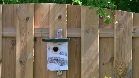 Small bird flying in nest in slomotion Stock Footage 267222640