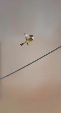 Small bird flying over cable with blurred background Stock Photos
