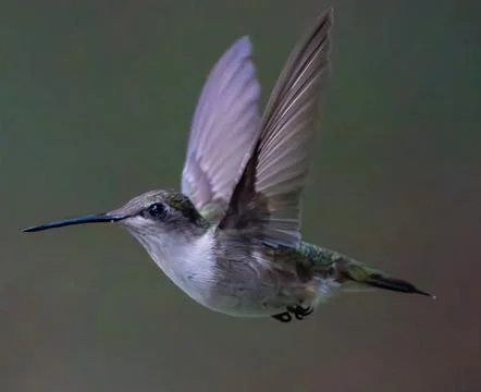 Small Bird Flying. Stock Photos