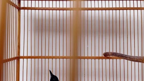 Small bird flys on its cage Stock Footage 146255116