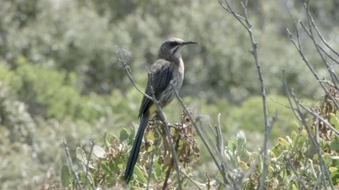 A small Bird  Stock Footage 76436710