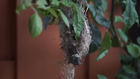 Small bird 库存影片 83792900