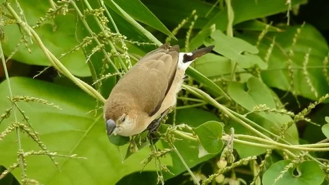 Small Bird Stock Footage 84045609